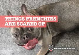 The breed is the result of a cross between toy bulldogs imported from england. What Are French Bulldogs Scared Of 11 Fearful Things That Frighten