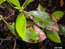Apr 09, 2021 · bay tree (laurus nobilis), also known by various names such as bay laurel, sweet bay, grecian laurel, or true laurel, is appreciated for the aromatic leaves that add a distinctive flavor to a variety of hot dishes. Why Are My Mountain Laurel Leaves Brown Reasons For Brown Leaves On Mountain Laurels