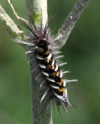 At least three buck moth species are native to colorado. Colorado Caterpillars Bugguide Net