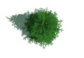 Pine2 Png 1175 815 Trees Top View Pine Tree Tattoo Palm Trees Painting