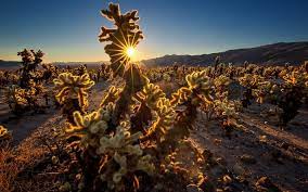 Approximately 12 miles (20 km) south of the park's north entrance is the 0.25 mile (0.4 km) cholla cactus garden nature trail; Herunterladen Hintergrundbild Cholla Cactus Garden Joshua Tree National Park Abend Sonnenuntergang Kaktus Wuste San Bernardino County Kalifornien Usa Berg Landschaft Fur Desktop Kostenlos Hintergrundbilder Fur Ihren Desktop Kostenlos