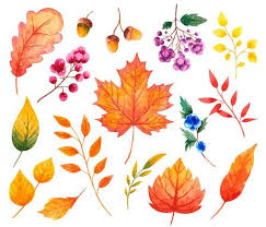 Download 20,534 autumn leaves free vectors. Fall Watercolor Clipart Autumn Clipart Fall Clipart Leaves And Berries Clipart Watercolor Leaves Clipart Scrapbook Thanksgiving Clip Art Fall Watercolor Leaf Drawing Flower Drawing