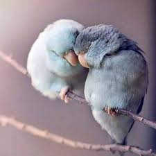 Sevimli Dostlar Sevimlidostlar Tr Instagram Fotograflari Ve Videolari In 2020 Bird Photography Pet Birds Animals
