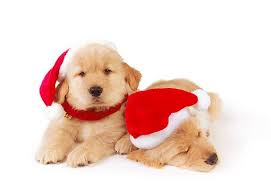 Golden Retriever Puppies Wearing A Santa Hat Christmas Dog Christmas Hat Puppies