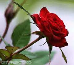 Maybe you would like to learn more about one of these? Bunga Mawar Merah Home Facebook