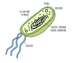 Plant cell functions a level. Cell Structure A Level The Science Hive