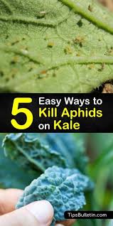 In this video, tricia shares her tips of getting rid of aphids in your organic vegetable garden! 5 Easy Ways To Kill Aphids On Kale