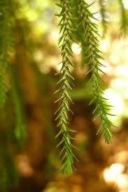 Image result for Huperzia dacrydioides