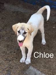 We did not find results for: Litter Of 9 Anatolian Shepherd Puppies For Sale In Gainesville Fl Adn 47782 On Puppyfinder Com Puppies For Sale Anatolian Shepherd Puppies Anatolian Shepherd