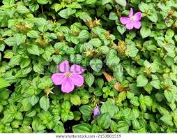 Image result for Dissotis multiflora