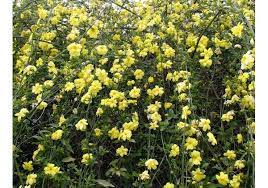 Primrose Jasmine Bushes Make Nice Hedges An Evergreen Shrub With Yellow Flowers And Mounding Form Deer Resistant Landscaping Jasmine Bush Evergreen Flowers
