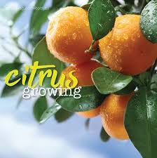 For that reason, the official recommendation is never to mulch a citrus tree in florida. Growing Citrus Trees Oranges Limes And Lemons About The Garden Magazine