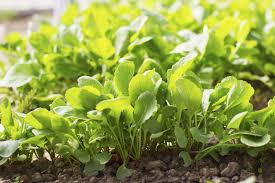 Harvest roots as soon as they have reached their final size. Harvesting Radish Leaves Learn When And To Harvest Radish Greens