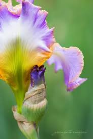 Maybe you would like to learn more about one of these? Purple White And Yellow Gold Iris Love Schreiner S Iris Garden Salem Oregon Greengate Images Check Out My Ets Iris Garden Pretty Flowers Beautiful Blooms