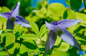 Check spelling or type a new query. Pruning Clematis Simplify The Abcs Toronto Gardens