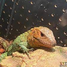 40 Lizards Ideas In 2021 Lizards For Sale Lizard Pet Lizards