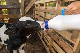 Bottle Feeding Calf Basics How Often To Feed Provico Rural