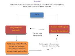 Maybe you would like to learn more about one of these? Daur Fosfor P Kelompok Ii Achmad Romadhon Dwi Meliana Afina Mifta O Ppt Download