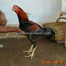 Satu satunya pusat peternak ayam bangkok terbaik yg ada di wilayah papar. Lampaanlaidun Peternak Ayam Bangkok Ngampel Papar Kediri Kediri Jawa Timur Peternak Ayam Bangkok Ngampel Papar Kediri Farm Shop Ayam Bangkok Bk Mengawinkan Sepasang Ayam Bangkok Bukanlah Pekerjaan Yang Sulit Terutama