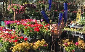 Their bedding plants add an instant splash of color to a garden. Home Rcw Nurseries