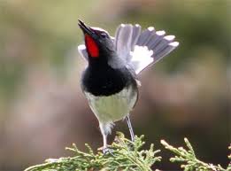 Black Bird With White Tail Tip Pin On Animals Birds Page 25