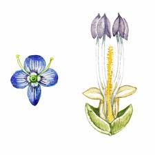 Image result for Plantaginaceae