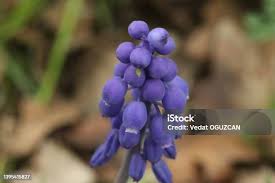 Image result for Hyacinthaceae