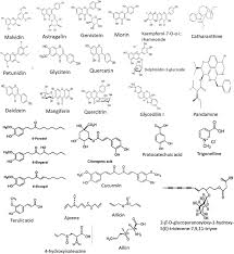 Image result for Thomandersia laurentii