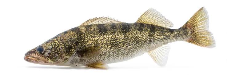 Walleye - Wikipedia