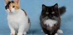 All About Munchkin Cats | Nova Pets Health Center