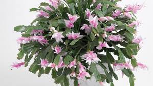 How often do you water it? Holiday Cactus Sunset Magazine