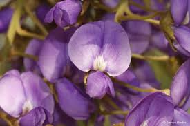 Image result for Bolusanthus