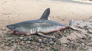 The nova scotia had been ferrying back and forth from durban up the east coast of africa to the suez canal. Would Be Shark Rescuers In N S Were Kind Of Crazy Witness Says Ctv News