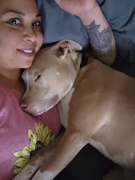 Pit Bull Breed Awareness and Owner Responsibility