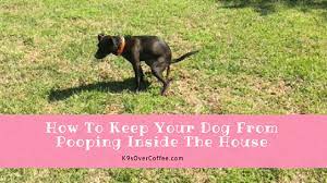 (don't hit, punish, yell, or rub their nose on the poop. How To Keep Your Dog From Pooping Inside The House K9sovercoffee