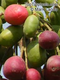 Image result for Harpephyllum afrum