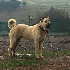 Anatolian Lion Kangal 2020 Kopek Turleri Kopek Hayvanlar