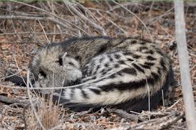 Civettictis civetta, the african civet, inhabits the the african civet is rarely found in arid regions; Photo 1 Unusual Observation Of An African Civet Civettictis Civetta Download Scientific Diagram