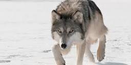 Gray Wolf | National Wildlife Federation