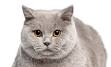 11 Friendliest Cat Breeds for Kids - Petsworld