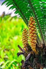 Image result for Encephalartos senticosus
