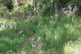 Image result for Bergia polyantha