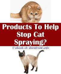 The best way to keep your home smelling pleasant is to prevent spraying before it starts. 13 Ethereal Cat Spraying Kitty