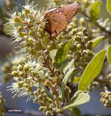 Image result for Combretum hereroense
