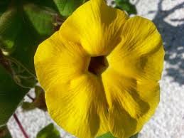 Image result for Monodora grandidieri