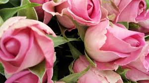We did not find results for: Flower Symbolism What Do Pink Roses Mean Holidappy