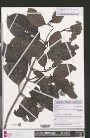 Image result for Psychotria djumaensis