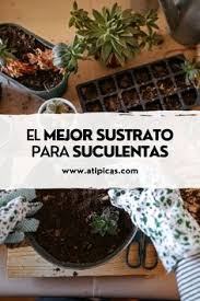 Descubre 7 recetas muy sencillas para hacer sustrato casero para suculentas. 160 Ideas De Recetas Caseras Para Suculentas Y Cactus En 2021 Suculentas Cuidado De Suculentas Plantas Suculentas
