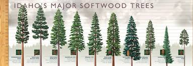 Some trees take decades to mature, whilst others are able to grow at an impressively quick rate. Trees Of Idaho Idaho Forests Products Commission