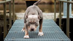Pitbull (pit) token tracker on bscscan shows the price of the token $0.00, total supply 100,000,000,000,000,000, number of holders 272,703 and updated information of the token. Horror Attacke Wilde Pitbull Meute Zerfleischt Frau 41 Zu Tode News De